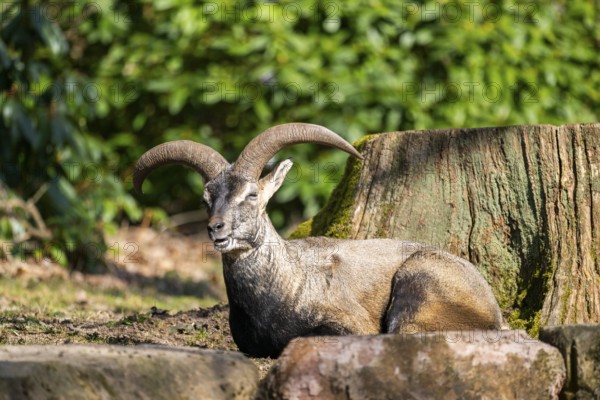 Bharal (Pseudois nayaur), lying on a rock on a sunny day in spring, captive, Germany, Europe