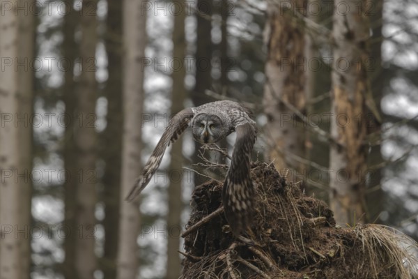 One great grey owl (Strix nebulosa) flying through a spruce forest