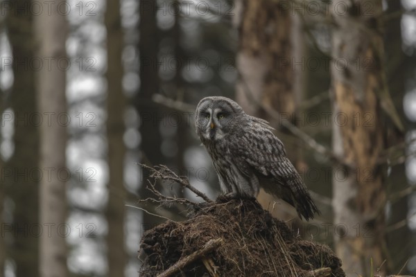 One great grey owl (Strix nebulosa) sitting on the root of a fallen spruce tree
