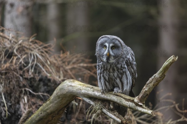 One great grey owl (Strix nebulosa) sitting on the root of a fallen spruce tree