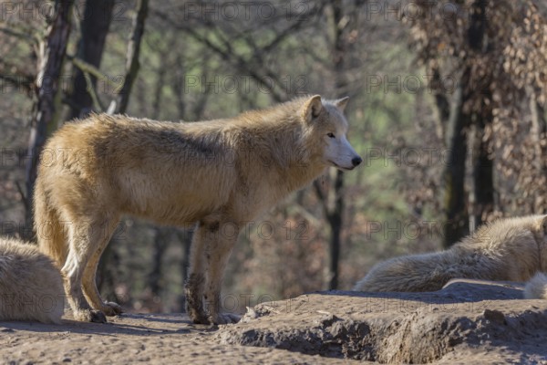 One Arctic wolf (Canis lupus arctos) standing on a rock on a sunny day. A leafless forest in the background