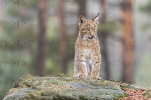 One young Eurasian lynx, (Lynx lynx), sitting on a rock in a forest. Early morning light at sunrise. Trees in the background