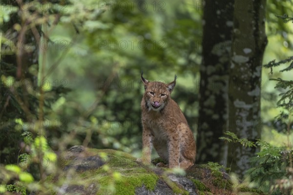 One adult Eurasian lynx, (Lynx lynx), sitting in a forest on mossy rocks