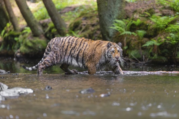 One young female Siberian Tiger, Panthera tigris altaica, walking thru the cool fresh water of a creek deep in a forest