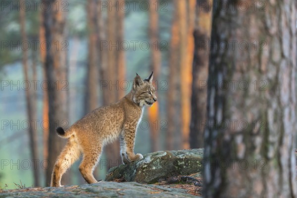 One young Eurasian lynx, (Lynx lynx), standing on a rock in a forest. Early morning light at sunrise. Trees in the background