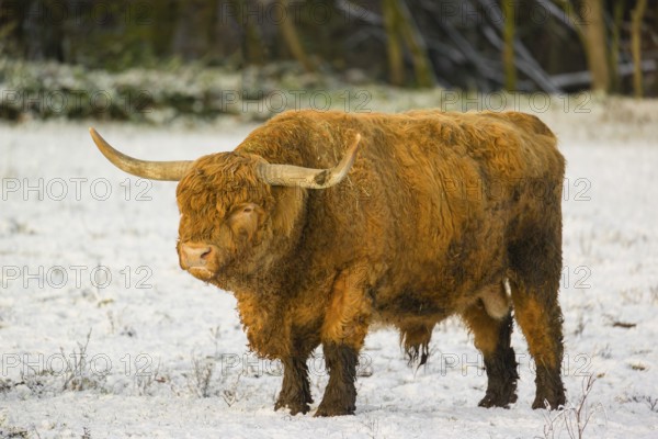 A highland bull (Bos primigenius taurus) stands in a snow-covered pasture