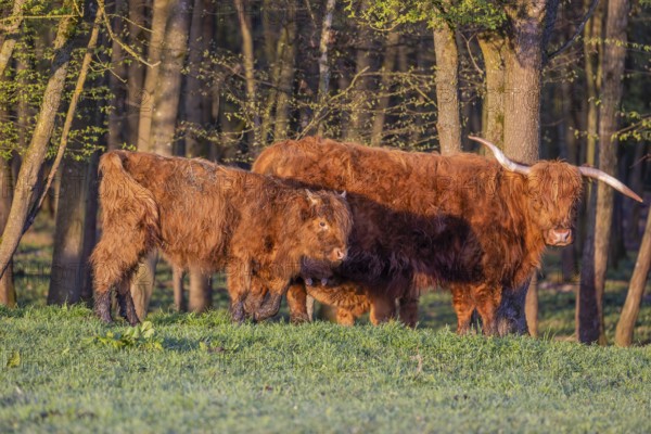 A Highland cow (Bos primigenius taurus) and her calf stand at a forest edge