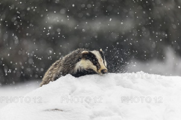 One young European badger (Meles meles) walking through deep snow during snow fall