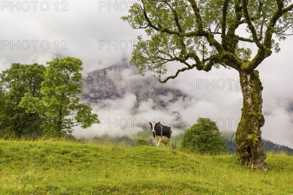 A cow stands under a Sycamore maple tree, Acer pseudoplatanus, in summertime. Mountains in the background. Nature conservancy area Grosser Ahornboden, Karwendel mountains, Austria, Europe