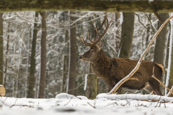 One Red Deer stag standing in a snow covered dense forest in winter