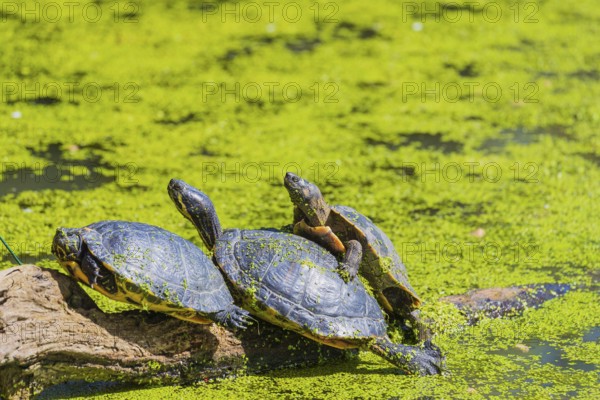 A group of red-eared slider (Trachemys scripta elegans)rests on logs lying in a pond covered with Lemna minor, the common duckweed