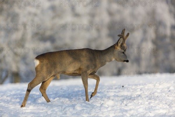 One male Roe Deer, (Capreolus capreolus), walking over a snowy meadow. Snow covered trees in the background