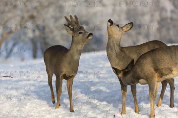 Triumvirat. Two female and one male Roe Deer, (Capreolus capreolus), standing on a snowy meadow, talking. Snow covered trees in the background