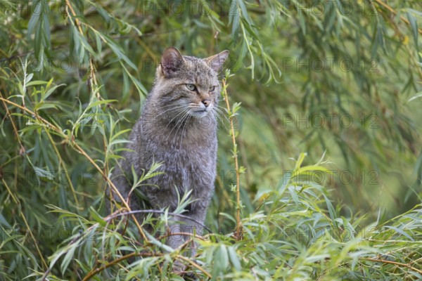 One European wildcat, Felis silvestris silvestris, sitting in a green weeping willow tree. Green leaves all around