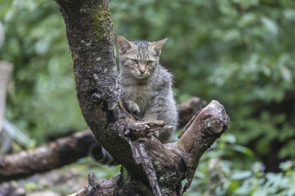One young european wildcat, Felis silvestris silvestris, sitting on a branch of a dead tree. Green vegetation in the background