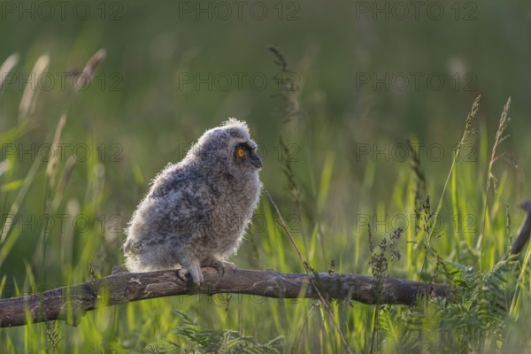 One young long-eared owl (Asio otus), sitting on a branch that is lying in a meadow. Green vegetation in the background. Backlit scene