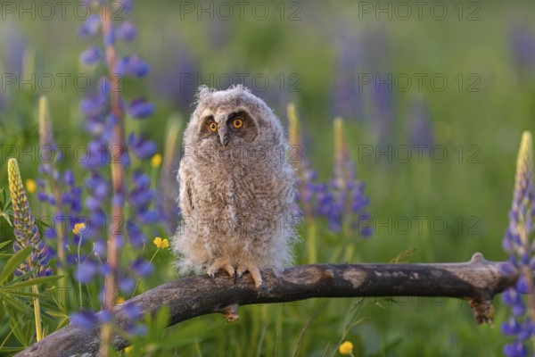 One young long-eared owl (Asio otus), sitting on a branch that is lying in a field of flowering lupines in late light
