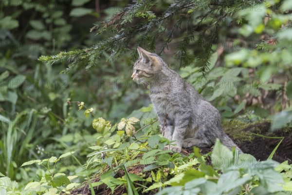 One young european wildcat, Felis silvestris silvestris, sitting in green vegetation