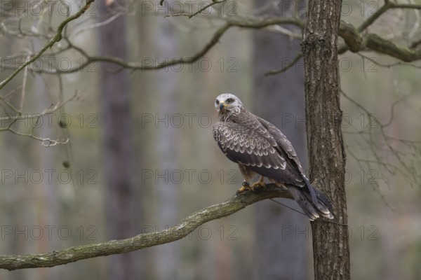 One black kite (Milvus migrans) sitting on a branch of a tree in a forest