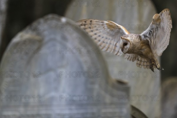 One barn owl (Tyto alba) flying on a historic graveyard in a forest between the gravestones. Green vegetation in the background