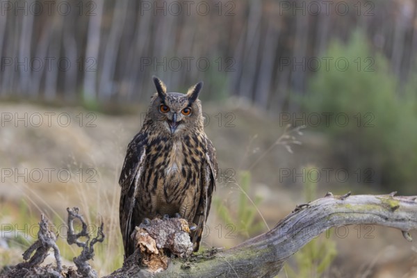 One Eurasian Eagle Owl, Bubo bubo, sitting on a root of a dead tree. A forest in the background