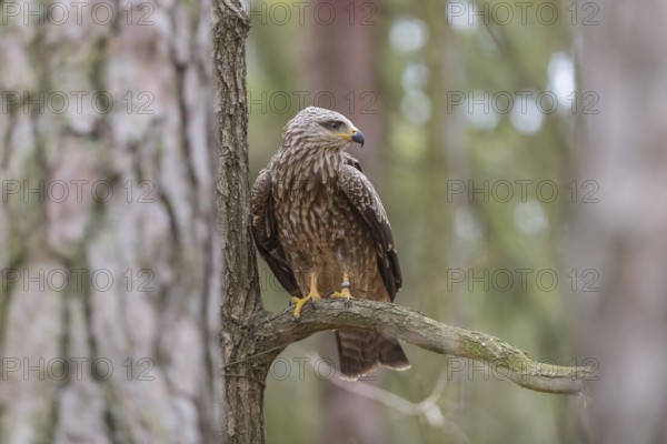 One black kite (Milvus migrans) sitting on a branch of a tree in a forest