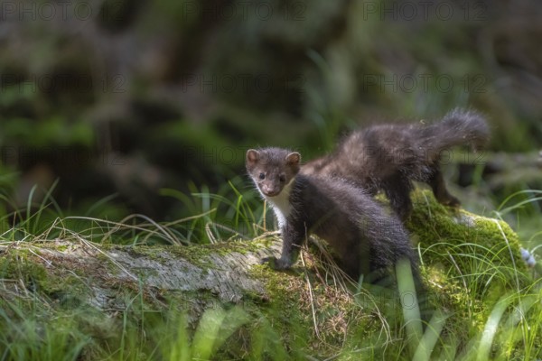 Two beech marten (Martes foina), playing on the forest floor between green vegetation