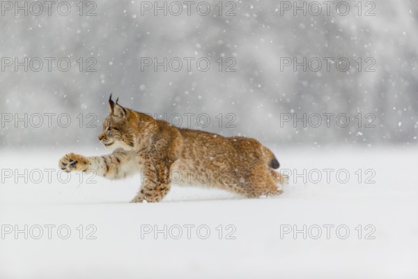 One young male Eurasian lynx, (Lynx lynx), running over a deep snow covered meadow with a forest in the background