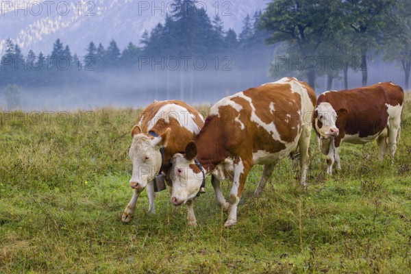 Two Holstein Friesian cows stand fighting in a meadow on a foggy day, while a forest can be seen in the background. Eng Valley, Austria, Europe