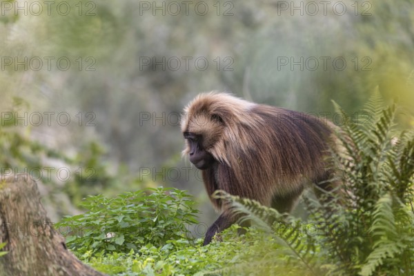 One adult male Gelada (Theropithecus gelada), or bleeding-heart monkey walking through riverine vegetation to get to the river to drink