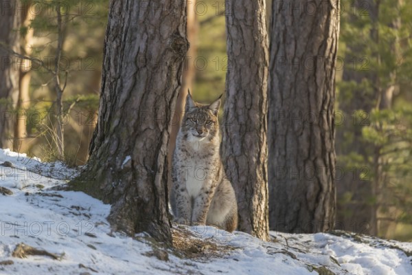 One young male Eurasian lynx, (Lynx lynx), sitting on a snow covered forest ground in early morning light