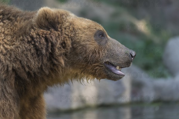 One Kamchatka brown bear (Ursus arctos piscator), sideview portrait
