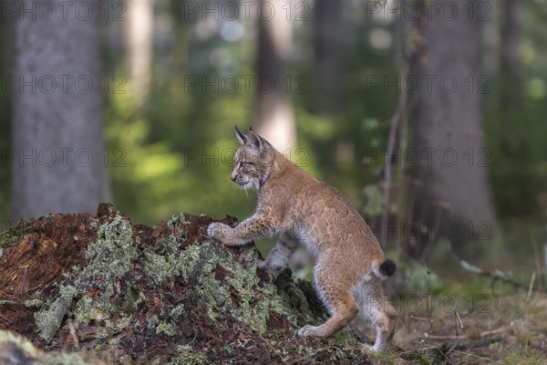 One young Eurasian lynx, (Lynx lynx), standing on a rotten tree stump in a forest. Green vegetation around him