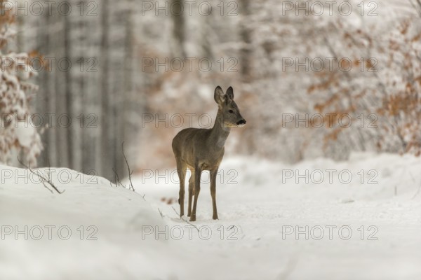 One young male Roe Deer, Roe buck (Capreolus capreolus), walking through a forest in deep snow. Trees in the background