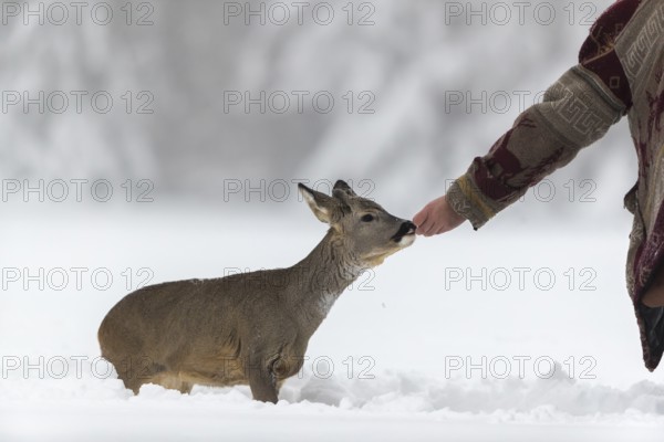 One young male Roe Deer, Roe buck (Capreolus capreolus), running through deep snow. Trees in the background