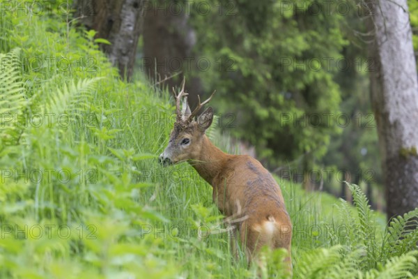 One male Roe Deer, Roe buck (Capreolus capreolus), walking on the forest floor through dense vegetation on hilly ground