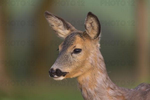 Portrait of a female Roe Deer, Roe deer doe (Capreolus capreolus) in first morning light. Some green vegetation in the distant background
