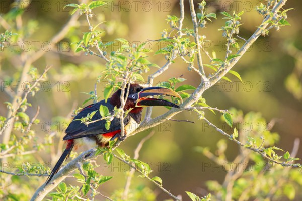 Chestnut-eared aracari (Pteroglossus castanotis) Pantanal Brazil#
