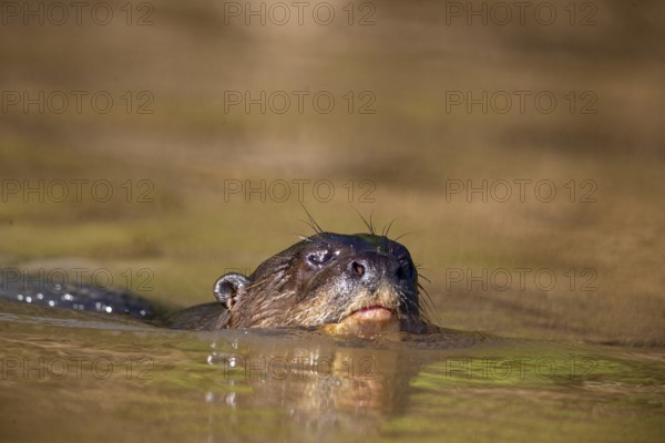 Giant otter (Pteronura brasiliensis) Pantanal Brazil