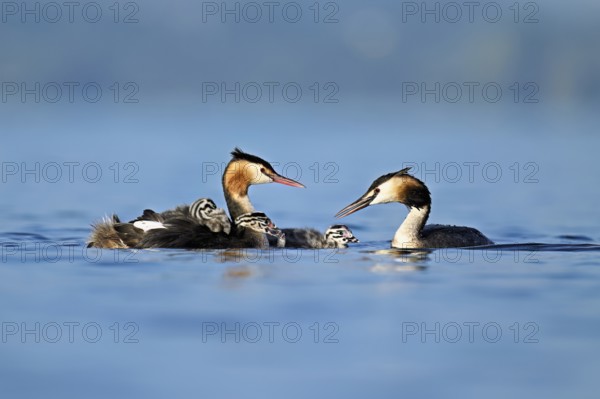 Great Crested Grebe (Podiceps Scalloped ribbonfish) pair feeding their offspring with fish, Lake Zug, Canton Zug, Switzerland, Europe