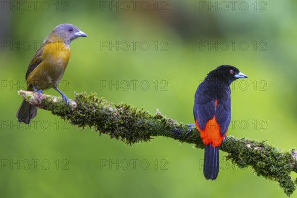 Flame tanager (Pamphecelus passerinii), tanager (Thraupidae), Costa Rica, Central America