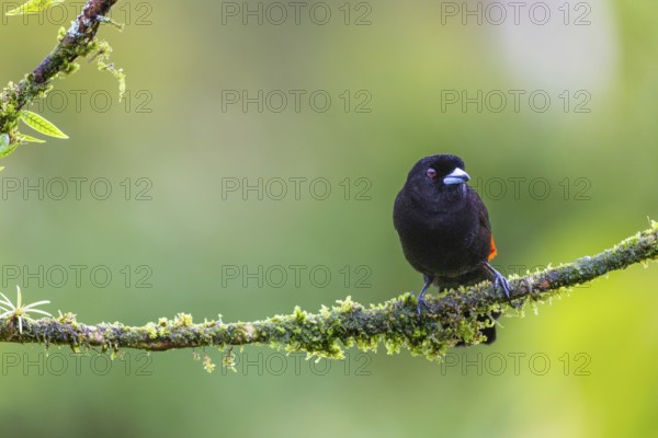 Flame tanager (Pamphecelus passerinii), tanager (Thraupidae), Costa Rica, Central America