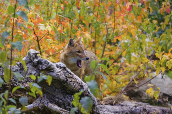 One golden jackal (Canis aureus) stands on a fallen tree trunk. Behind him is a tree in intense autumn colours