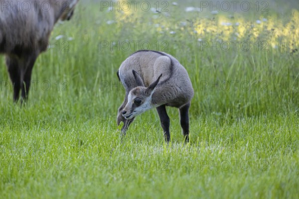 One young Chamois (Rupicapra rupicapra) standing on a fresh green meadow