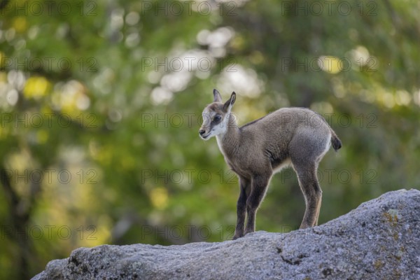 One young Chamois (Rupicapra rupicapra) standing on a rock. A green forest in the background