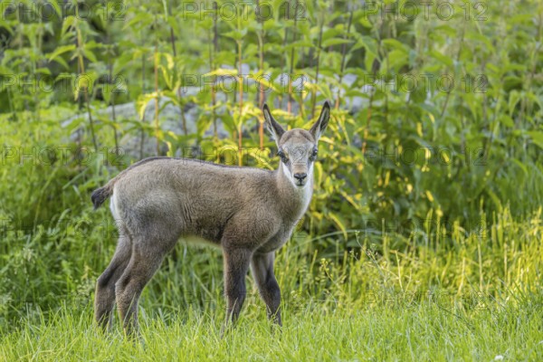 One young Chamois (Rupicapra rupicapra) standing on a fresh green meadow