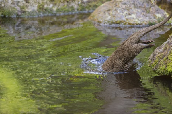 One Eurasian otter (Lutra lutra), walking over a mossy rock and jumps into the water. Green vegetation and rocks around him