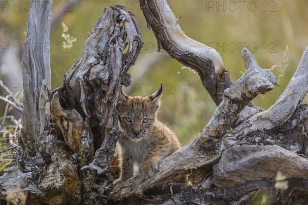 One young (10 weeks old) male Eurasian lynx, (Lynx lynx), stands between the roots of a rotten tree