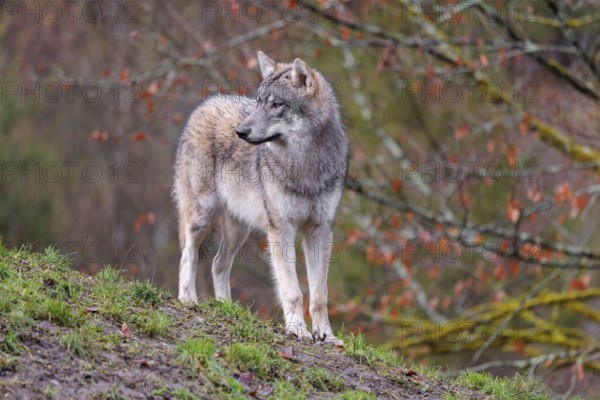 A young grey wolf (Canis lupus lupus) stands at the edge of the forest on a cloudy day and observes the surroundings