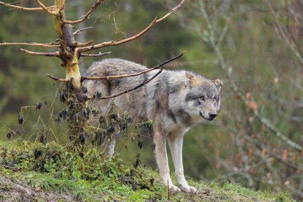 A male grey wolf (Canis lupus lupus) stands in a meadow behind a dead tree on a hill